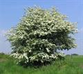 common hawthorn 